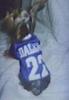 Sports Yorkies!! Post your photo!!-sprots-go-cowboys.jpg