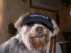 Sports Yorkies!! Post your photo!!-sammi-jets-fan-2.jpg