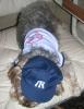 Sports Yorkies!! Post your photo!!-yankee-uniform.jpg