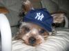 Sports Yorkies!! Post your photo!!-yanks-rally.jpg