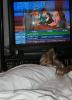 He likes to watch T.V. ha!-tv2.jpg