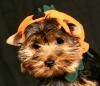 My little Ewok-ewokpunkin.jpg