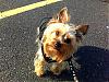 Maxi on the little walk-3a.jpg