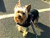 Maxi on the little walk-4a.jpg