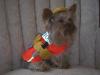 Gizmo's Halloween Outfit!-gizmo1.jpg