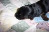 Lily's Pups 9 days old!!!!-boy-star.jpg