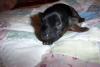 Lily's Pups 9 days old!!!!-girl.jpg