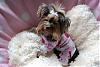 Trixie loves her new pjs from Tinkerbell's closet!!-25-600-x-399-.jpg