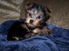 Introducing Our New Puppy Paris!-paris2.jpg