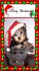 Introducing Our New Puppy Paris!-parispaintingxmas.jpg