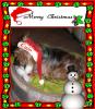 Cujo soon to be big 13!!-pict0009xmascard.jpg