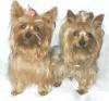 My  Yorkie Boys Andy and Toby-boys2painting.jpg
