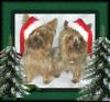My  Yorkie Boys Andy and Toby-boys2xmas.jpg