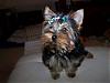 My new mommie is taking me home!!-100_2702.jpg