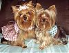 Lacy & Rylie Dressed up for the weekend-skull-lacy-rylie2.jpg