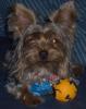 Pics of Gucci playing with her ball-gucci-her-new-halloween-squeaky-ball.jpg