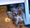 Pics of Gucci playing with her ball-gucci-sleeping-under-my-desk-while-i-type-her-new-ball.jpg