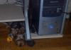 Pics of Gucci playing with her ball-gucci-sleeping-under-my-desk-while-i-type-her-new-ball2.jpg