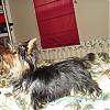 Here's Sampson-picture-058_edited-600-x-600-.jpg