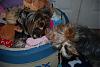 Yorkie Wrestle Mania : ) Plus a little Snoot!!-46-600-x-399-.jpg