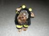 Halloween Pics-bumblebee1.jpg