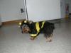 Halloween Pics-bumblebee2.jpg