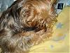 Lexie's little girl-picture-082-600-x-450-.jpg