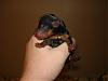 Lexie's little girl-picture-078-600-x-450-.jpg