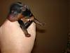 Lexie's little girl-picture-079-600-x-450-.jpg