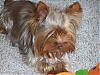 New Pics of Mokah (chocolate Yorkie)...been too long!-mok41008-3-600-x-450-.jpg