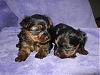 My new baby girls-img_1844.jpg