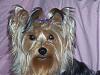 My Yorkie pictures-pigtails.jpg