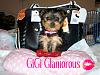 My First Yorkie Baby!-gigi_glam.jpg