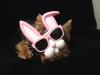 post your easter pics here !-schatzie-easter-bunny-yt.jpg