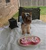 Bella's First Birthday Party!!-birhtday-girl-cake.jpg