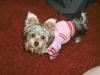 Lili the Fashion Plate-lili-sweatshirt-92005.jpg