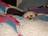 Gracie just looks so comfy!!!-dsc01626.jpg