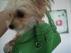 New to YorkieTalk and New Yorkie Mommy!-n25811415_36288132_1752.jpg