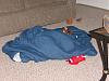 Can you spot the Yorkie?-pb122938.jpg