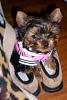 Can you spot the Yorkie?-100_4078.jpg
