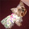 Chloe's New Butterfly Dress-dscf0998.jpg