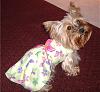 Chloe's New Butterfly Dress-dscf1002.jpg