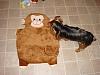 Diddy's Monkey Rug-dsc00354.jpg