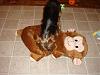 Diddy's Monkey Rug-dsc00357.jpg