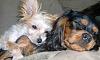 New to YorkieTalk and New Yorkie Mommy!-babies.jpg