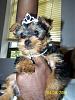 My First Yorkie Baby!-100_3587.jpg