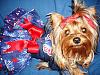 Thank you so much Amazing Yorkies and Chloe bella... My Raffle winnings.-florida-outfits-211.jpg