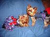 Thank you so much Amazing Yorkies and Chloe bella... My Raffle winnings.-florida-outfits-225.jpg