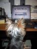 Yorkie's perusing YorkieTalk.com-alexis-reads-yt-.jpg
