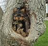 Diesel loves it outside!!-tree1.jpg